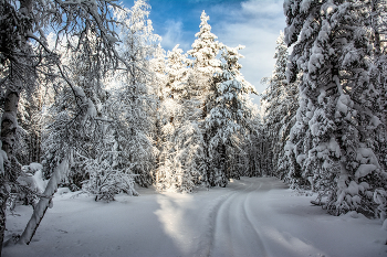 Winter road / ***