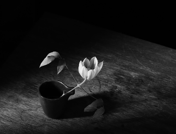  / Klematis