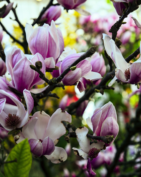 Magnolia / ***