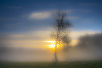 Baum / ***