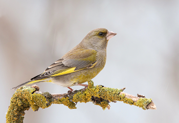 Yellow Wagtail / .....