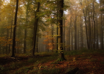 Sunny morning / ***