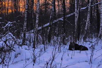 winter / ***