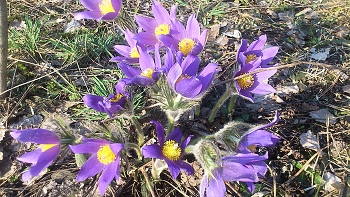 Spring is coming / " " "