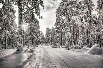 Frozen Forest / ***