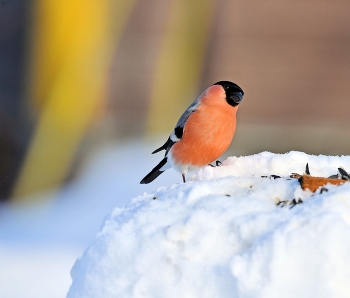 Bullfinch / ***