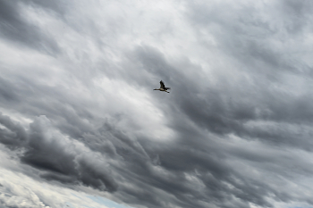 in the sky / ***