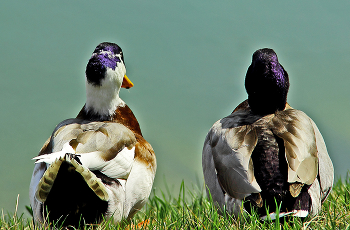 Well sit! / ***