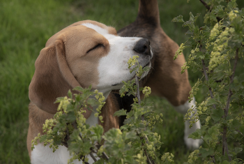 The smell of spring / ...