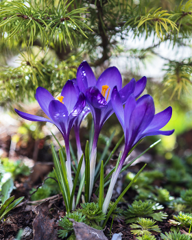 Krokusse / ***