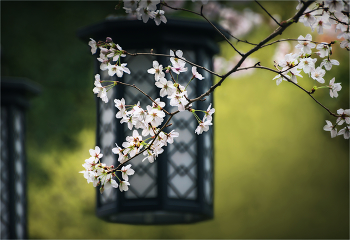 Japanese motifs / ***