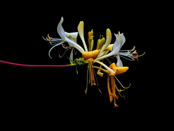 / die Blüte pur