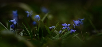 Spring in the woods / ***