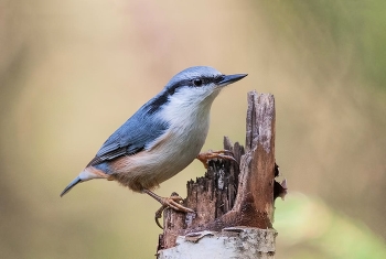Nuthatch. / ***