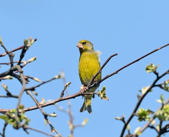 Yellow Wagtail / ***