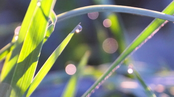 Morning dew / ***