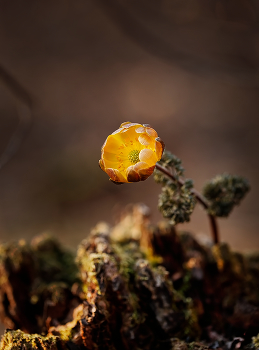 herald of spring / ***
