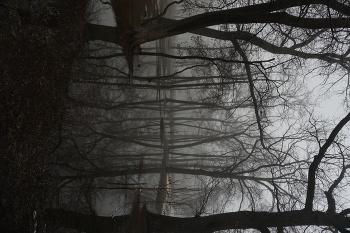 Nebliger Morgen / ***