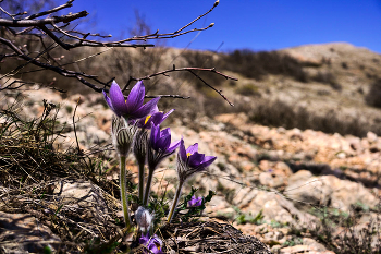 Pulsatilla Krim / ***