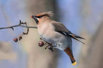 Waxwing. / ***