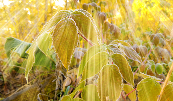 Die ersten Frost. / ***
