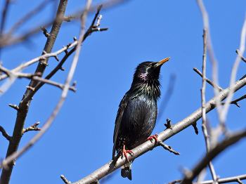 Starling / ***