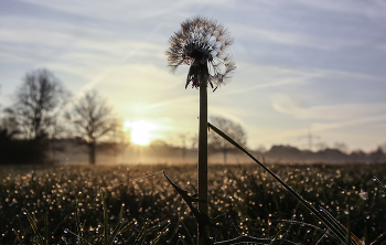Taraxacum / ***