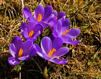 Spring doch ... / ***