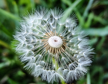 dandelion. / ***