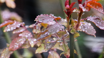 Nach dem Regen / ***