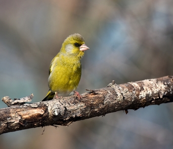 Yellow Wagtail / ***