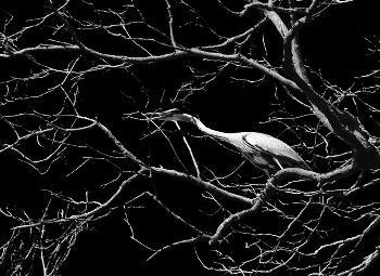 Huntress / ***