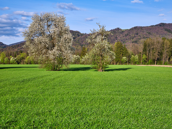 Blütenpracht / Blütenpracht