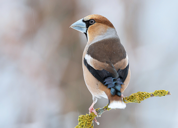 Grosbeak / .....