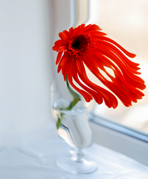 subgravitation (Dali) / ***