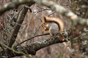 Squirrel / ***