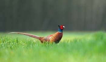 Mongolischer Jagdfasan / Ein wilder mongolischer Jagdfasan.
