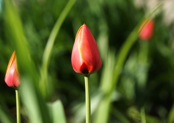 Blume Stimmung / ***