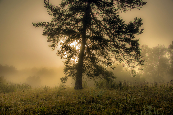 Pine / ***