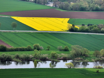 Agrargeometrie / die Rapsfelder leuchten wieder