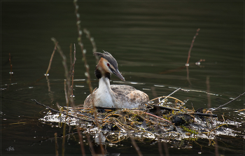Great Crested Grebe / ***