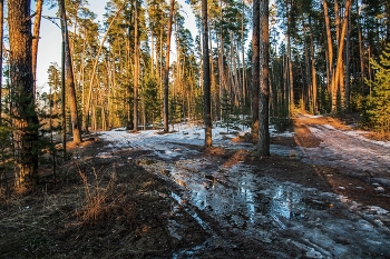 The April woods / ***