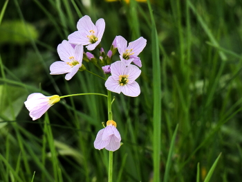 Wiesenschaumkraut / In unserem Garten, erst die Kamera, dann der Rasenmäher
