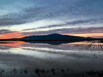 Swamp at sunset in Tuscany / The swamp at sunset and the reflections of Mount Serra in the still waters pierced by vegetation.