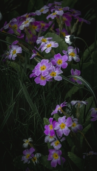 in den frühen Morgenstunden / ***