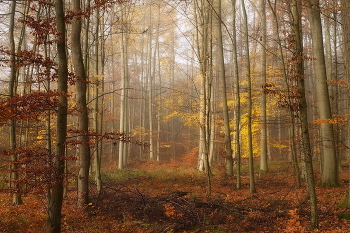 gold autumn / ***