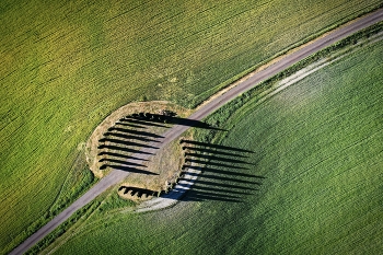 Aerial view of cypress trees of San Quirico D'Orcia in Tuscany / The magic circle of the cypresses of Val D'Orcia with the elongated shadows of the early morning.