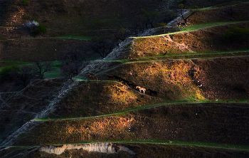 Horses / ***