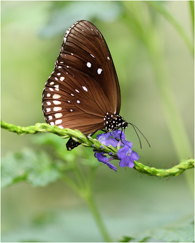 Euploea core / Euploea core