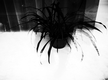 spider / ***